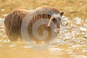 Musk oxen Norway