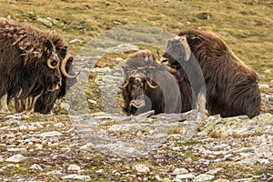 Musk oxen Norway