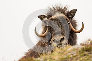 Musk oxen Norway