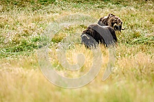 Musk Oxen (Ovibos moschatus)