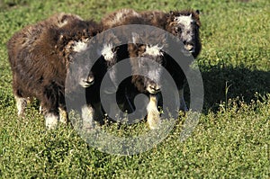 MUSK OXEN ovibos moschatus, CALF, ALASKA