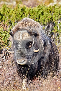 A musk oxen in Scandinavia’s mountain region in autumn