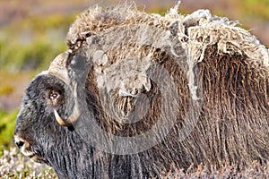 Almizcle al buey en montana región en otono 