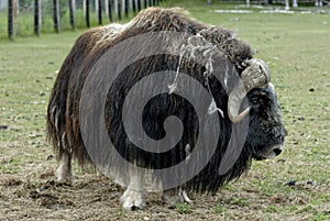 Musk oxen