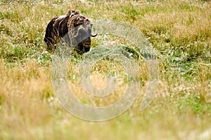 Musk Oxen (Ovibos moschatus)