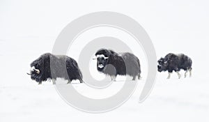 Musk Oxen with a young musk ox in snowy mountains during cold winter in Norway