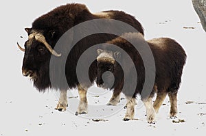 Musk-oxs on the fresh snow photo