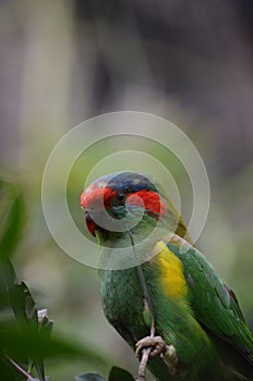Musk parrot