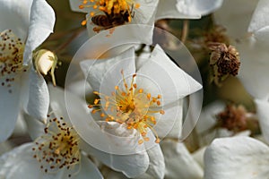 Musk rose Rosa moschata