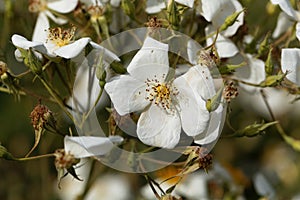 Musk rose Rosa moschata