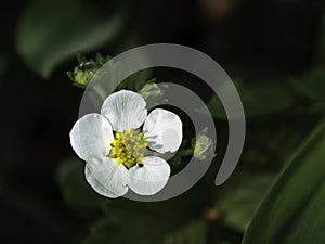 Musk strawberry, Fragaria moschata, flower blooming on a dark background, closeup with copy space