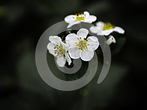 Musk strawberry, Fragaria moschata, flowers blooming on a dark background, closeup with copy space