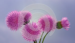 Musk Thistle