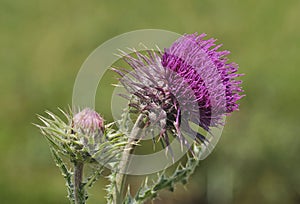 Musk Thistle - Carduus nutans photo