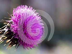 Musk thistle Carduus nutans fully developed, pink flower