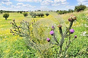 Musk Thistle and other wild flowers in spring