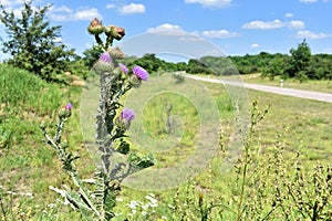 Musk Thistle and other wild flowers in spring