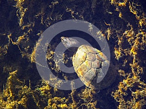 Musk Turtle Camoflauge