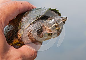 Musk Turtle in Hand