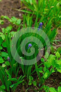 MUSKARI Muscari , or viper onion, mouse hyacinth - genus of plants from the family Hyacinthaceae Hyacinthaceae - a bright and popu