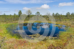 Muskeg area, reflection on water