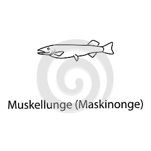 muskellunge icon. Element of marine life for mobile concept and web apps. Thin line muskellunge icon can be used for web and mobil photo