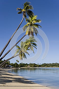 Musket Cove in the Yasawa Islands - Fiji