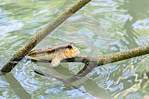 Anfibio en árbol de mango Bosque tailandia 