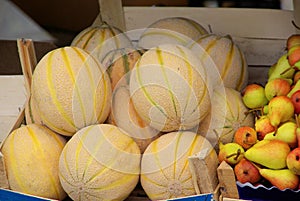 Muskmelon