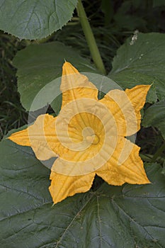 Muskmelon (Cucumis melo) orange flower photo