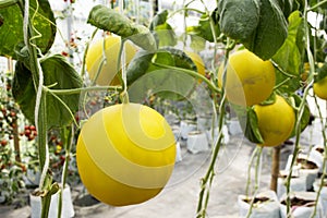 Muskmelon or Cucumis melo plant in garden of agricultural plantation