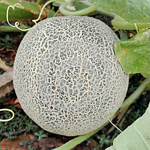 Muskmelon fruit