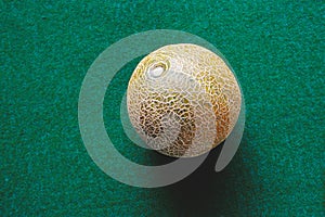 Muskmelon fruit, India