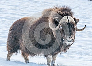 Muskok Pondering Who You Are in the Snow on a Sunny Day of December