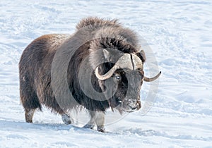 Muskok Waling in the Snow on a Sunny Day of December