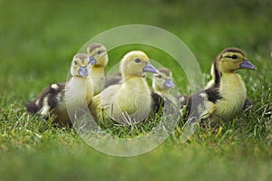 Muskovy Duck, cairina moschata, Ducklings