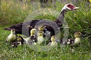 MUSKOVY DUCK cairina moschata, FEMALE WITH DUCKLINGS