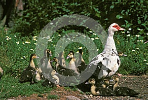 Muskovy Duck, cairina moschata, Female with Ducklings