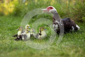 Muskovy Duck, cairina moschata, Female with Ducklings, Normandy