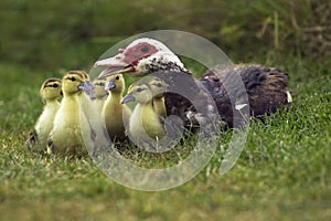 Muskovy Duck, cairina moschata, Female with Ducklings, Normandy