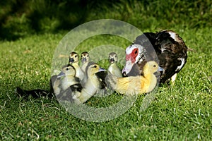 Muskovy Duck, cairina moschata, Mother and Ducklings