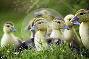 Muskovy Duck, cairina moschata, Mother and Ducklings