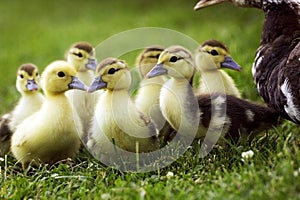 Muskovy Duck, cairina moschata, Mother and Ducklings