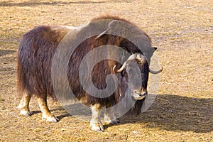 Muskox