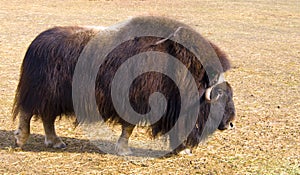 Muskox