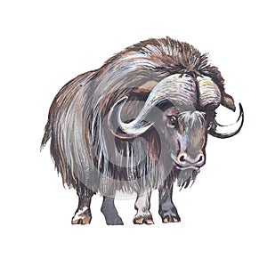 Muskox