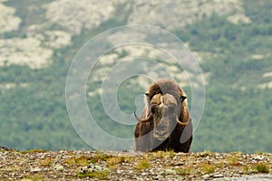 The MuskOx