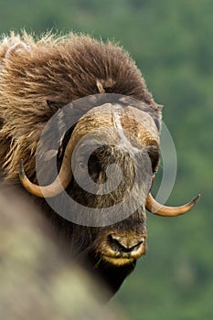 The MuskOx