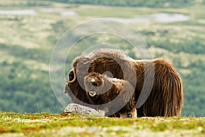 The MuskOx