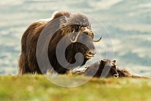 The MuskOx